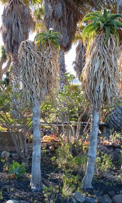 Aloe thraskii, 2.jpg