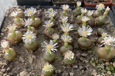 1128.jpg (200.82 KiB) 16908 mal betrachtet Conophytum maughanii ex Japan, Aussaat 2011