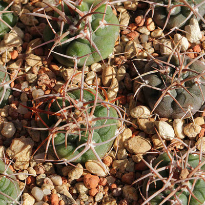 VoS_14-1766_Gymnocalycium_castellanosii.JPG