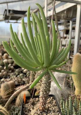 1715.jpg (128.95 KiB) 20012 mal betrachtet Tylecodon rubrovenosus