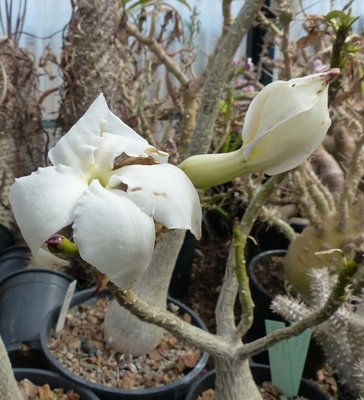 Pachypodium decaryi, Blüte (727x800).jpg