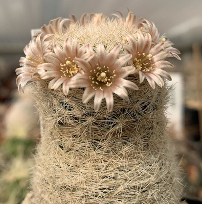 Mammillaria magallanii, Aussaat 2005