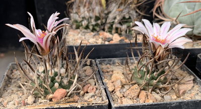 T. gracilis