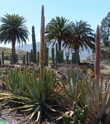 Aloe suzannae Pflanzen (707x800).jpg