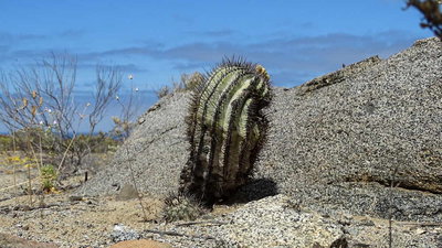 Copiapoa calderana bei Playa Zapatilla