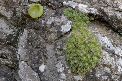 Aeonium_simsii (800x533).jpg