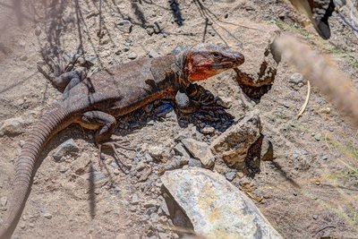 Gallotia stehlini, Presa (800x533).jpg