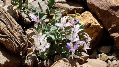 Bild_W3.JPG (98.99 KiB) 15883 mal betrachtet Alstroemeria