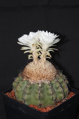 Discoc_christallophilus_8534.jpg