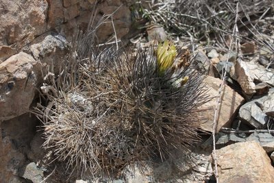 Cop05_226_11511.jpg (255 KiB) 15318 mal betrachtet Eriosyce paucicostata (?)