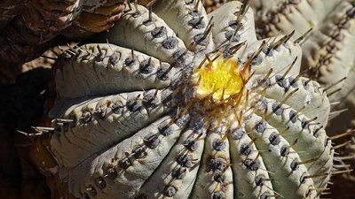 Copiapoa cinerea var. albispina mit &quot;kurzen&quot; Dornen