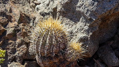 makellose Copiapoa cinerea var. albispina