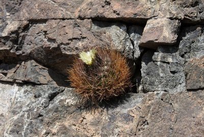 Cop08_180_11309-a.jpg (217.73 KiB) 14892 mal betrachtet Eriosyce paucicostata (?)