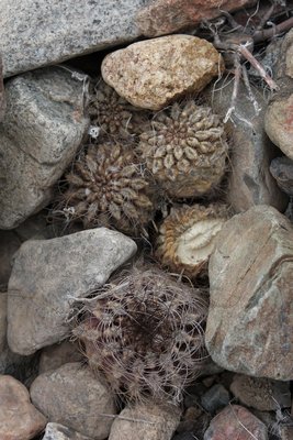 Cop08_181_11023-a.jpg (503.54 KiB) 14237 mal betrachtet Eriosyce taltalensis (?)