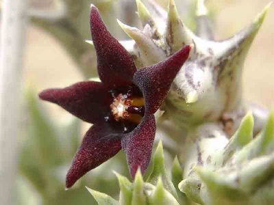 Orbea semitubiflora2-3.jpg
