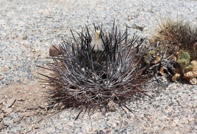 Cop08_258_3827-a.jpg (272.01 KiB) 15077 mal betrachtet Eriosyce spec.