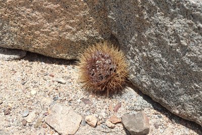 Cop08_259_3839-a.jpg (295.21 KiB) 15077 mal betrachtet Eriosyce paucisostata (?)