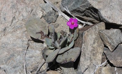 Cop08_272_11128-a.jpg (200.6 KiB) 15398 mal betrachtet Calandrinia spec.
