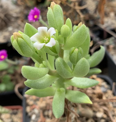 3430.jpg (115.01 KiB) 19737 mal betrachtet Tylecodon racemosus