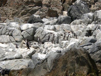 Cop20_002_09920_Gerald_P1040889-a.jpg (198.83 KiB) 14731 mal betrachtet Bild: Gerald Drösel