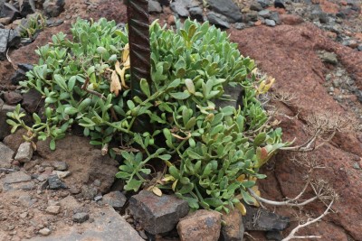 IMG_4386.JPG (214.15 KiB) 22827 mal betrachtet etwas sukkulente Blätter und vertrocknete Blütenstände