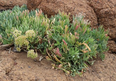 IMG_4437.JPG (244.23 KiB) 22827 mal betrachtet vermutlich die gleiche Art, anderer Standort