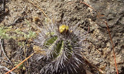 Cop_marginata (3).JPG (115.1 KiB) 17114 mal betrachtet Copiapoa marginata