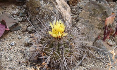 Cop_marginata (1).JPG (114.39 KiB) 17114 mal betrachtet Copiapoa marginata