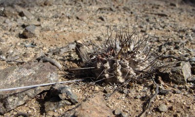 Cop_leonensis.JPG (102.03 KiB) 17114 mal betrachtet Copiapoa leonensis