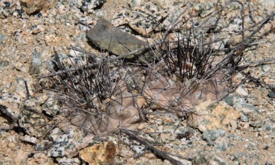 Cop_leonensis (6).JPG (113.5 KiB) 16229 mal betrachtet Copiapoa leonensis