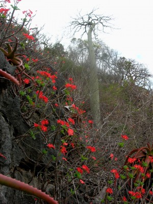 Pachypodium baronii v. windsorii.jpg