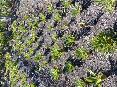 Pachypodium ambogense, Feld (600x800).jpg