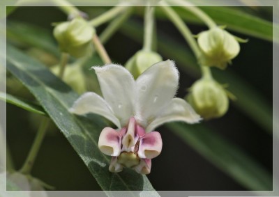 Asclepias physocarpa_klein.jpg