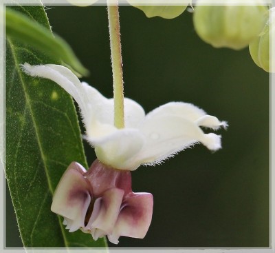 Asclepias physocarpa 2_klein.jpg