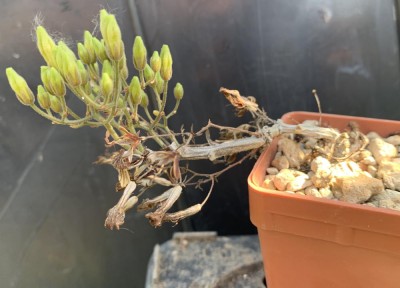 6497.jpg (95.12 KiB) 19377 mal betrachtet Tylecodon bayeri