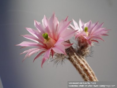 Echinocereus poselgeri 2010 Juli23 037_klein.jpg