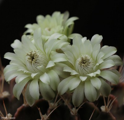 Gymnocalycium_anisitsii_Detail.JPG