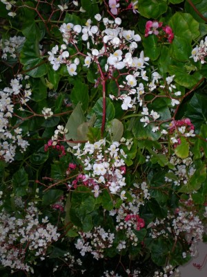 Begonia spec..jpg