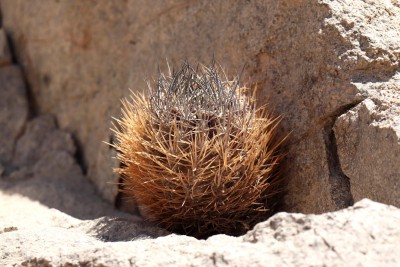 Cop37_035_7765-a.jpg (488.43 KiB) 21148 mal betrachtet Eriosyce spec.