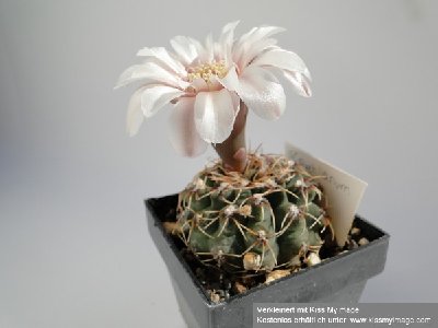 Gymnocalycium quelianum 2010 Juli27 014_klein.jpg