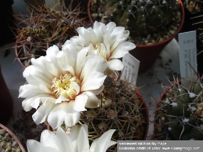 Gymnocalycium ochoterrenai v. herbsthoferianum 06.08.09 Blüte_klein.jpg