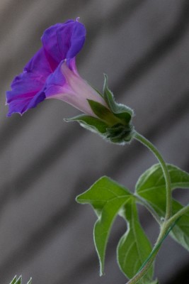 Ipomoea pubescens b, WB20190919 174656.jpg