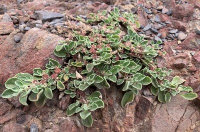 3068.jpg (234.31 KiB) 18122 mal betrachtet ein Mittagsblumengewächs?