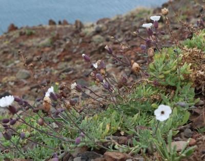 IMG_4308.JPG (190.67 KiB) 18122 mal betrachtet krautige Pflanze mit ballonartige Blüten