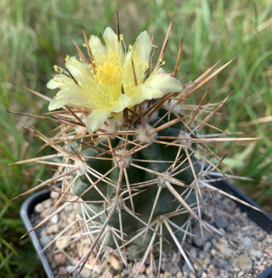 Copiapoa megarhiza var. echinata JA39, Aussaat 2007