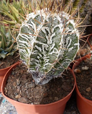 Astrophytum Hybride 1a (641x800).jpg