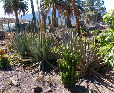 Aloe suzannae, trock. Blüten (800x658).jpg