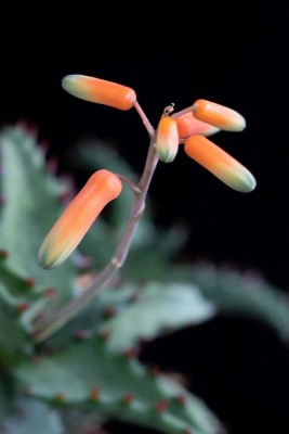 Aloe castilloniae 0 WB20191026 152008.jpg