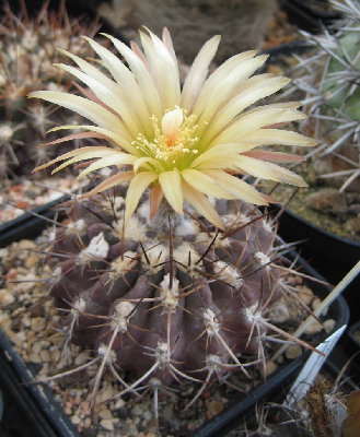 Neoporteria heinrichiana FK465