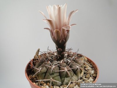 Gymnocalycium bodenbenderianum BKS 107 2010 Juli29 013_klein.jpg